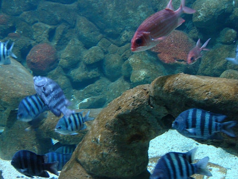 AQUÁRIO DE SÃO PAULO AQUÁRIO DE SÃO PAULO