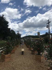 monte-verde monte-verde