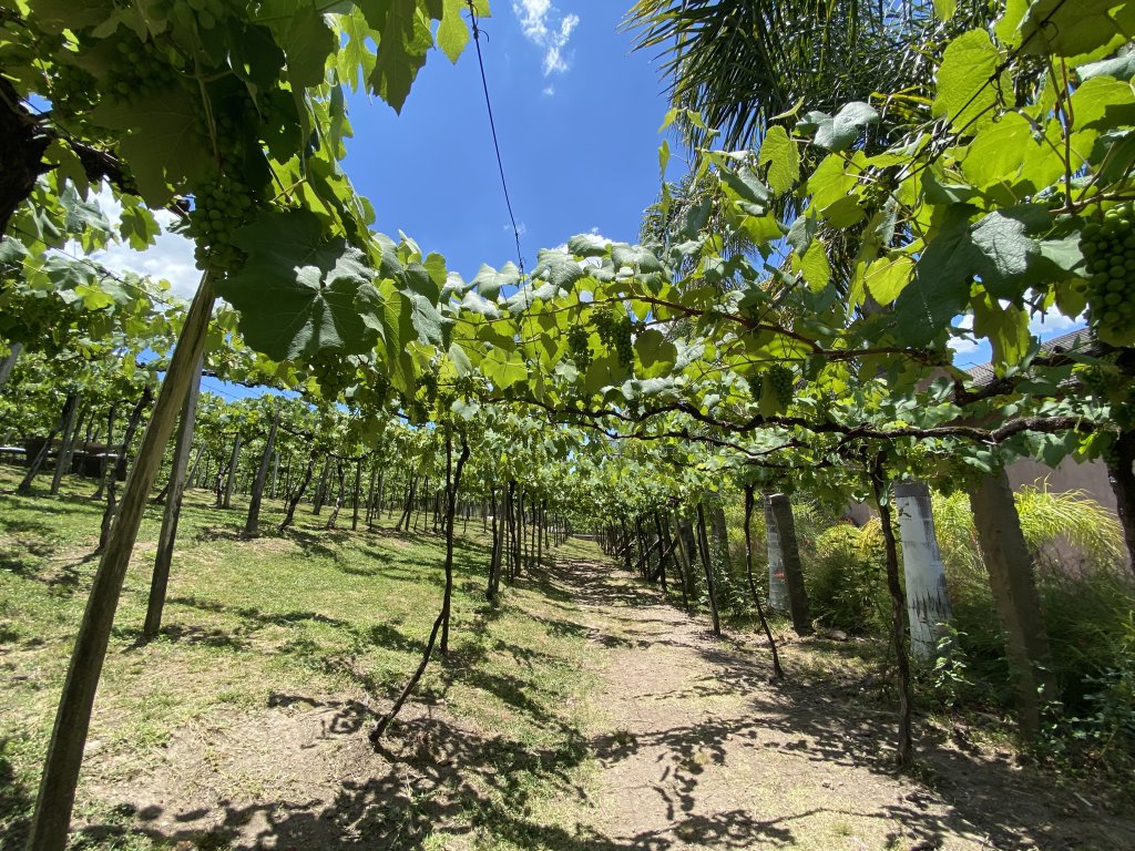 Vale dos VInhedos Brasil-60-vale-dos-vinhedos