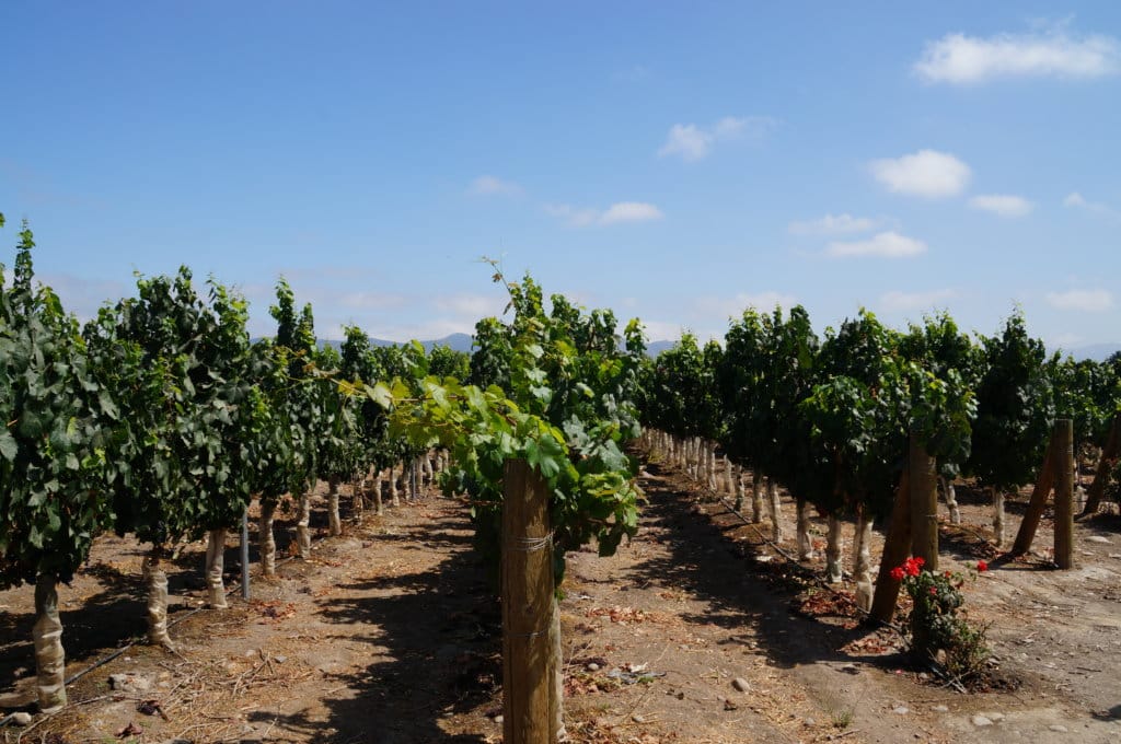 Guia de Santiago - vinícolas 