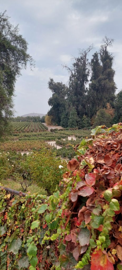 melhor época para viajar a Santiago e conhecer vinícolas